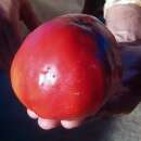 Tomate Coeur de Boeuf Yasha Yougoslavian - Solanum...