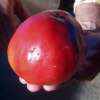 Tomate Coeur de Boeuf Yasha Yougoslavian - Solanum Lycopersicum - BIOSAMEN
