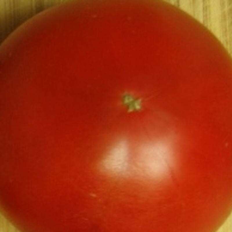 Tomate Moskvich - Solanum Lycopersicum - BIOSAMEN