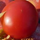 Tomate Early Siberian / Sibirskiy Skorospelyi - Solanum Lycopersicum - BIOSAMEN