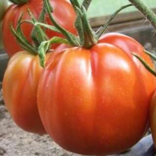 Tomate Canestrino Di Lucca - Solanum Lycopersicum - BIOSAMEN