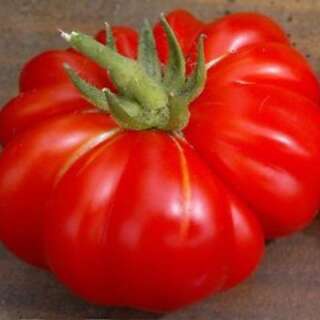 Tomate Costoluto Di Chivasso - Solanum Lycopersicum - BIOSAMEN
