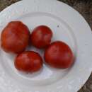 Tomate Costoluto Fiorentino - Solanum Lycopersicum -...