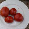 Tomate Costoluto Fiorentino - Solanum Lycopersicum - BIOSAMEN