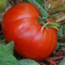 Tomate Napoli Ischia - Solanum Lycopersicum - BIOSAMEN