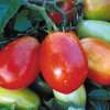 Tomate Roma Paste - Solanum Lycopersicum - BIOSAMEN