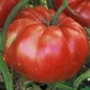 Tomate Russian Giant - Solanum Lycopersicum - BIOSAMEN
