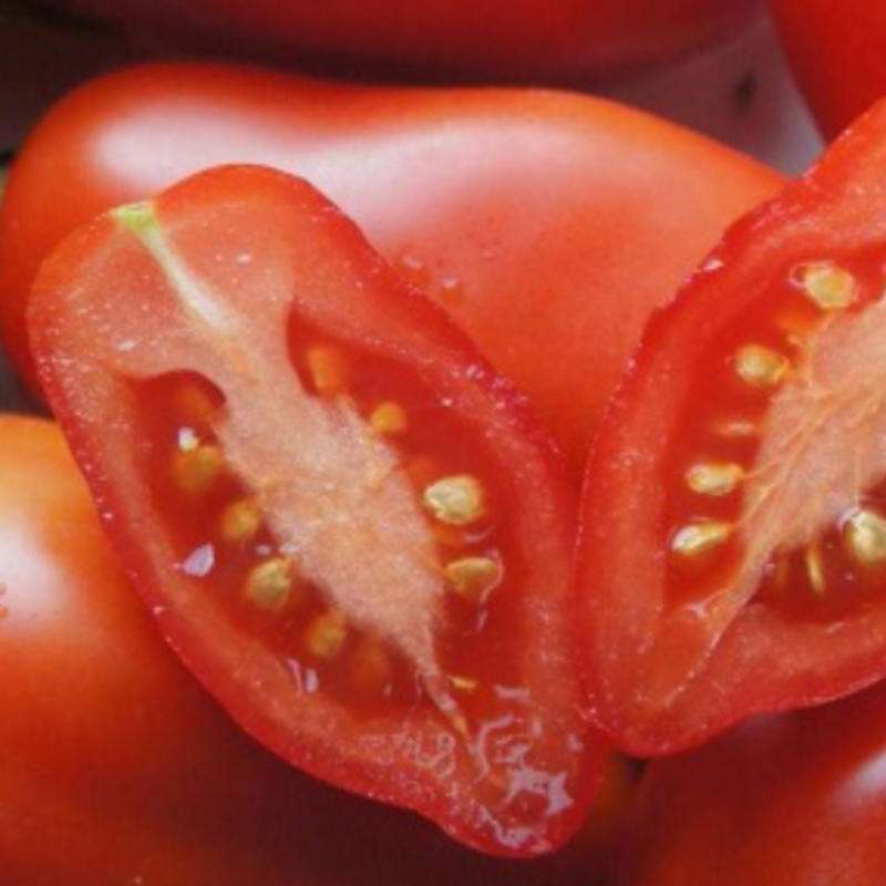 Tomate Dix Doigts de Naples - Solanum Lycopersicum - BIOSAMEN