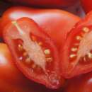 Tomate Dix Doigts de Naples - Solanum Lycopersicum -...