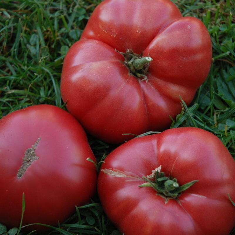 Tomate Ponderosa Red - Solanum Lycopersicum - BIOSAMEN