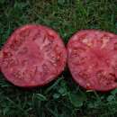 Tomate Ponderosa Red - Solanum Lycopersicum - BIOSAMEN