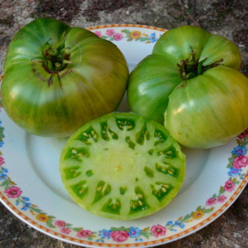 Tomate Absinthe - Solanum Lycopersicum - BIOSAMEN