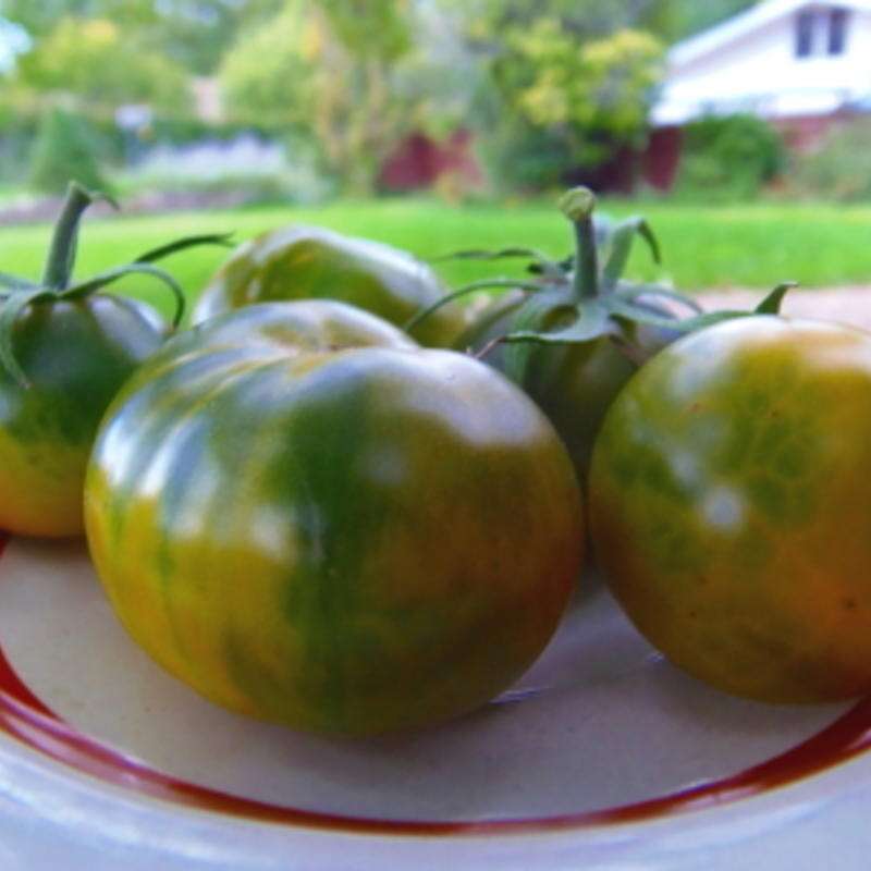 Tomate Emerald Apple - Solanum Lycopersicum - BIOSAMEN