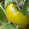 Tomate Emerald Apple - Solanum Lycopersicum - BIOSAMEN
