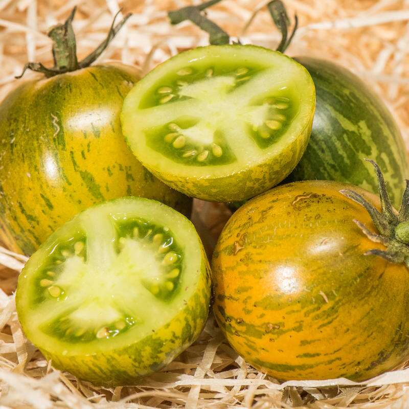 Tomate Greener Zebra - Solanum Lycopersicum - BIOSAMEN