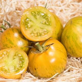 Tomate Grevys Green Zebra - Solanum Lycopersicum - BIOSAMEN