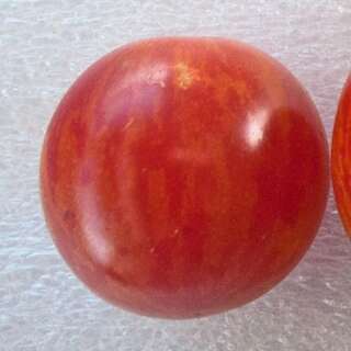 Tomate Cherriots Of Fire - Solanum Lycopersicum - BIOSAMEN