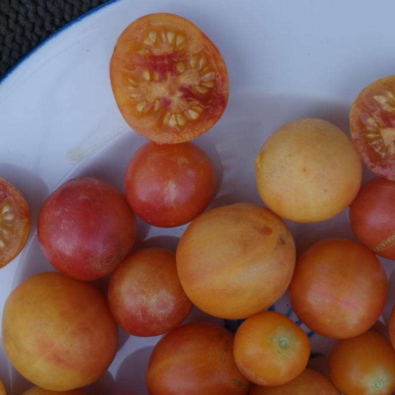 Tomate Marizol Gold Cherry - Solanum Lycopersicum - BIOSAMEN