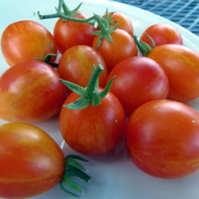 Tomate Scarlet Starfire / Starfire Isis - Solanum Lycopersicum - BIOSAMEN