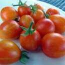 Tomate Scarlet Starfire / Starfire Isis - Solanum...
