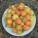 Tomate Cherry Ghost - Solanum Lycopersicum - BIOSAMEN