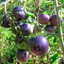 Tomate Bosque Blue - Solanum Lycopersicum - BIOSAMEN