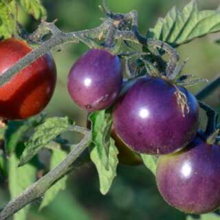 Tomate Blue Pitts - Solanum Lycopersicum - BIOSAMEN