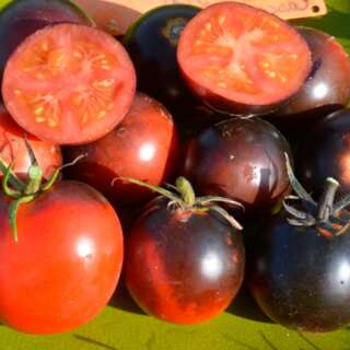 Tomate Cascade Village Blue - Solanum Lycopersicum - BIOSAMEN