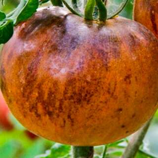 Tomate Pansy Ap - Solanum Lycopersicum - BIOSAMEN