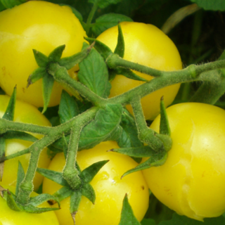 Tomate Lemon Drop - Solanum Lycopersicum - BIOSAMEN