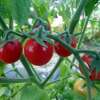 Tomate Ambrosia Red - Solanum Lycopersicum - BIOSAMEN