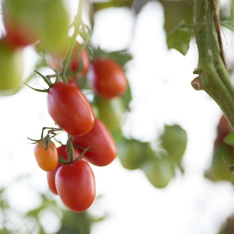 A grappoli Corbarino kleine Corbara Tomate alte italienische Sorte 