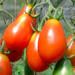 Tomate Grappoli Corbarino - Solanum Lycopersicum - BIOSAMEN