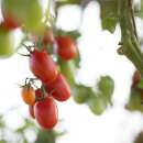 Tomate Grappoli Corbarino - Solanum Lycopersicum - BIOSAMEN
