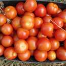 Tomate Tommy Toe - Solanum Lycopersicum - BIOSAMEN