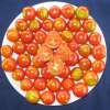 Tomate Tommy Toe - Solanum Lycopersicum - BIOSAMEN