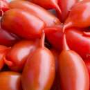 Tomate Handy Lady - Solanum Lycopersicum - BIOSAMEN