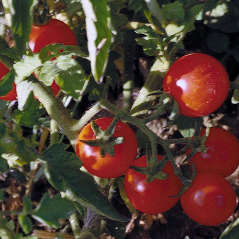 Cherry Chadwick Tomate Seeds – Gemüsesamen Tomato 5+ Samen Saatgut 