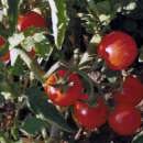 Tomate Cherry Chadwick - Solanum Lycopersicum - BIOSAMEN