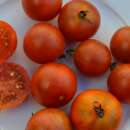 Tomate Copper Currant - Solanum Lycopersicum - BIOSAMEN