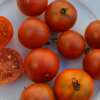 Tomate Copper Currant - Solanum Lycopersicum - BIOSAMEN