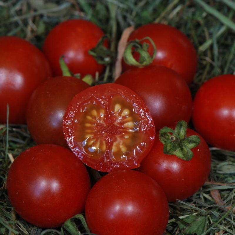 Tomate Peacevine - Solanum Lycopersicum - BIOSAMEN