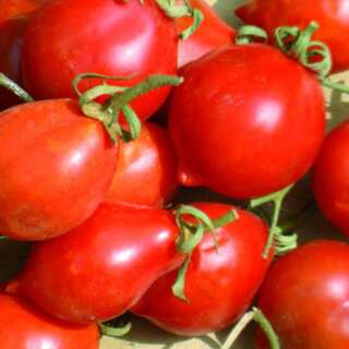 Tomate Piennolo Del Vesuvio - Solanum Lycopersicum - BIOSAMEN