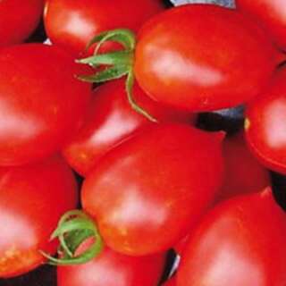 Tomate Principe Borghese - Solanum Lycopersicum - BIOSAMEN