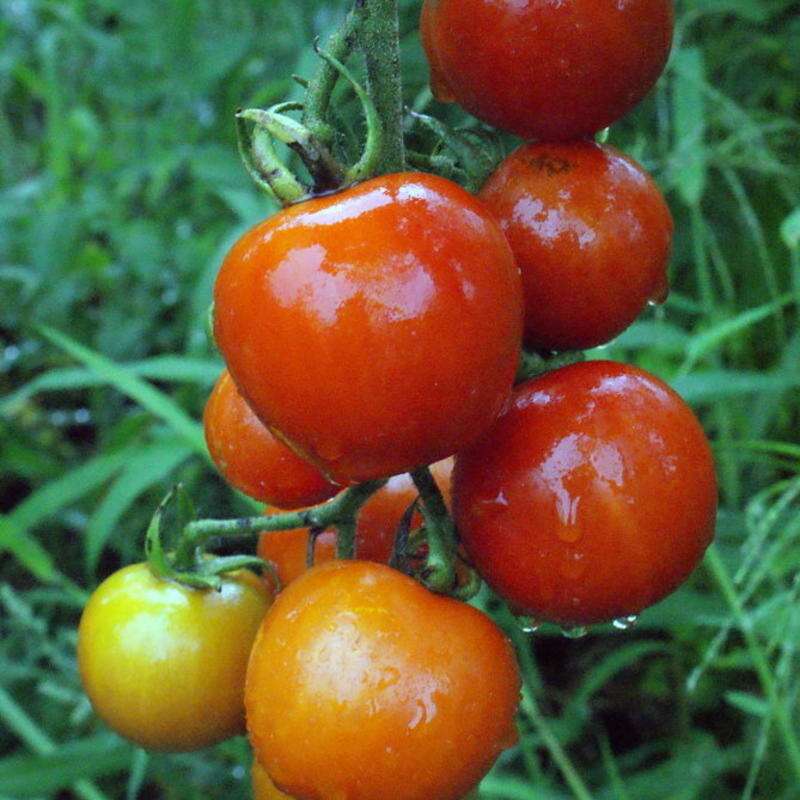 Tomate Miel du Mexique - Solanum Lycopersicum - BIOSAMEN