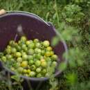 Tomate Green Doctors Frosted - Solanum Lycopersicum - BIOSAMEN