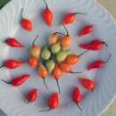 Chili, mild Petits Becs - Capsicum annuum - BIOSAMEN
