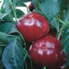 Paprika Topepo Rosso - Capsicum annuum - BIOSAMEN