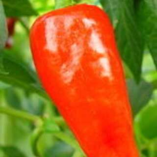Paprika Healthy Pepper - Capsicum annuum - BIOSAMEN