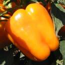 Paprika Kevins Early Orange - Capsicum annuum - BIOSAMEN